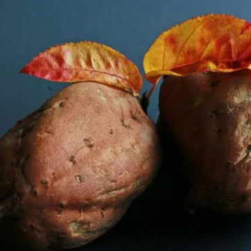 Sweet potato