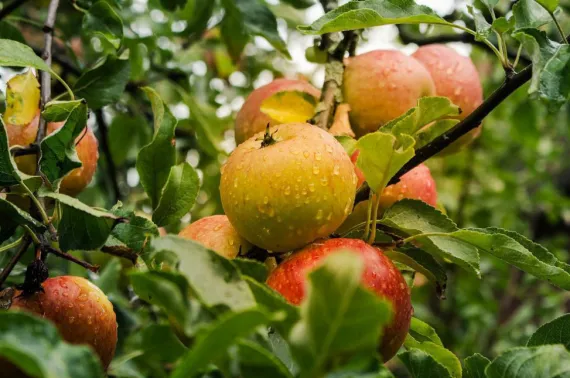 apples on tree